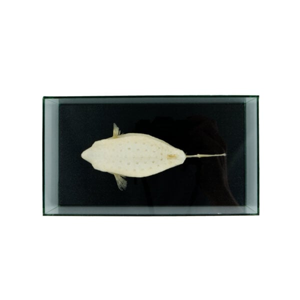 Skelett Kofferfisch in Glasvitrine