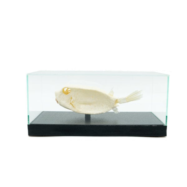 Skelett Kofferfisch in Glasvitrine