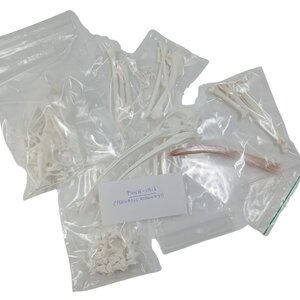 Compleet skelet Puna-ibis