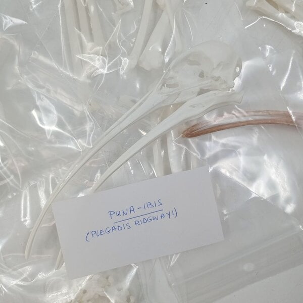 Complete skeleton Puna Ibis