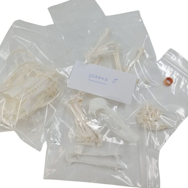 Komplettes Skelett Eisente