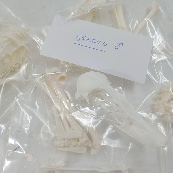 Komplettes Skelett Eisente