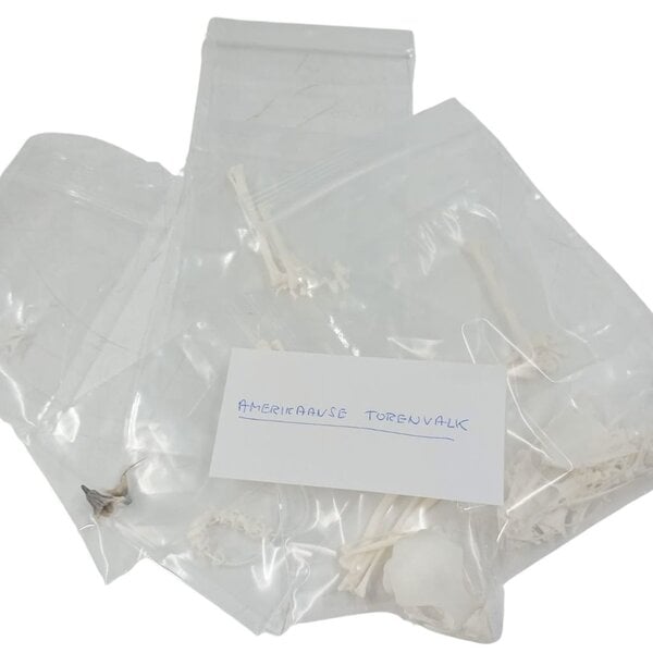 Komplettes Skelett Buntfalke