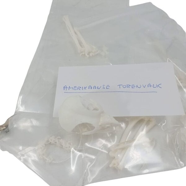 Komplettes Skelett Buntfalke