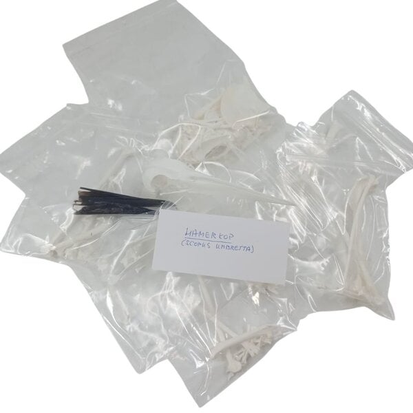 Complete skeleton Hamerkop