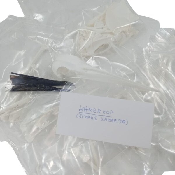 Complete skeleton Hamerkop