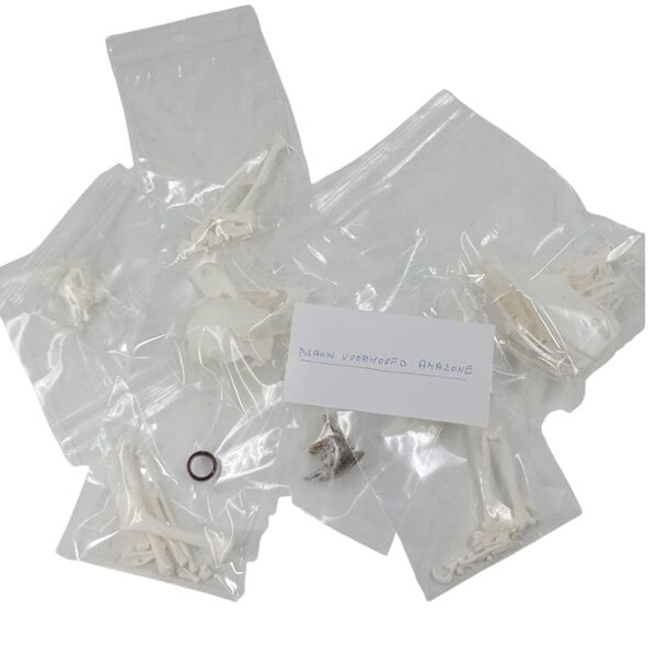 Komplettes Skelett Blaustirnamazone