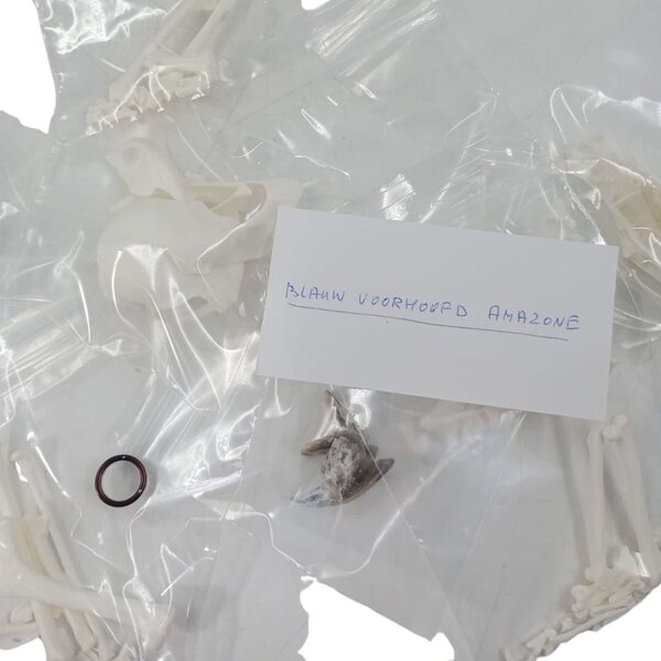 Complete skeleton Blue-fronted amazon