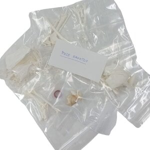 Compleet skelet Roze Kaketoe