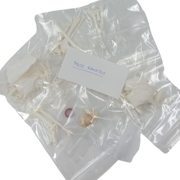 Complete skeleton Pink Cockatoo