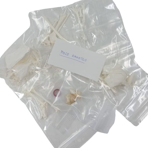 Komplettes Skelett Rosakakadu