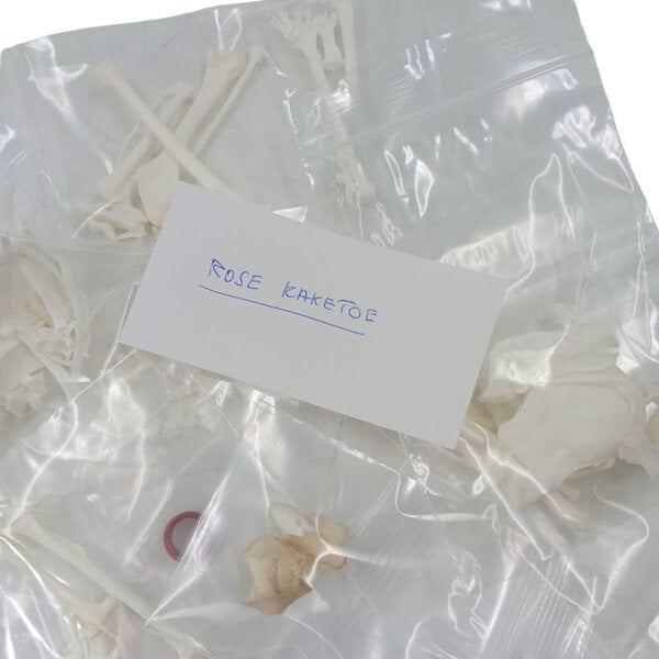 Compleet skelet Roze Kaketoe