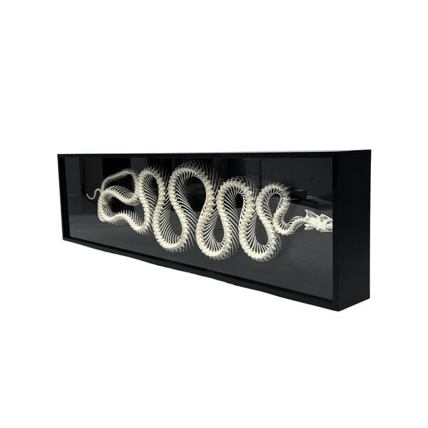 Skeleton of a snake (XL)