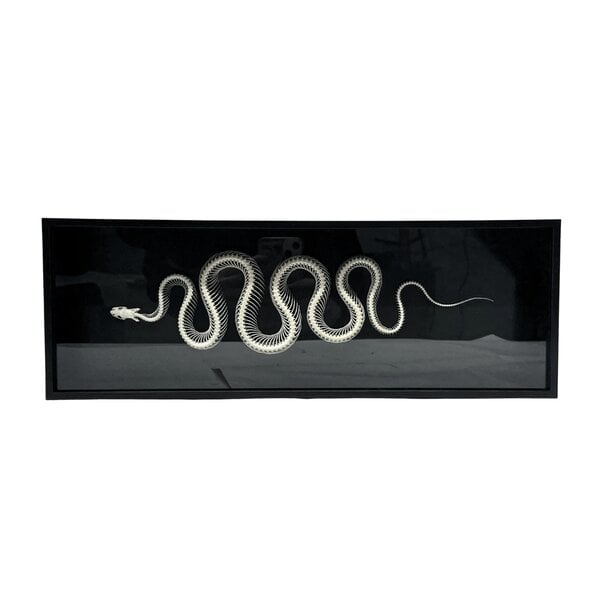 Skelettschlange in Luxusbox (groß)