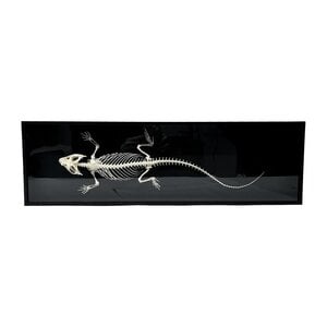 Bearded Dragon Skeleton in a luxury box (XL)