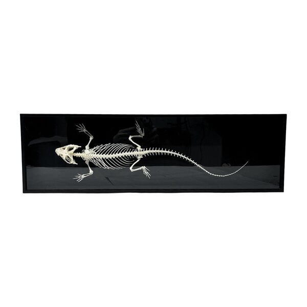 Bearded Dragon Skeleton in a luxury box (XL)