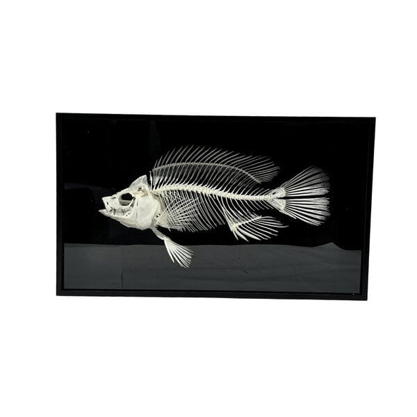Skeleton Tilapia Fish in a luxury box