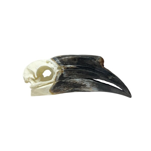 Schädel Schwarzhelm-Hornvogel (F)