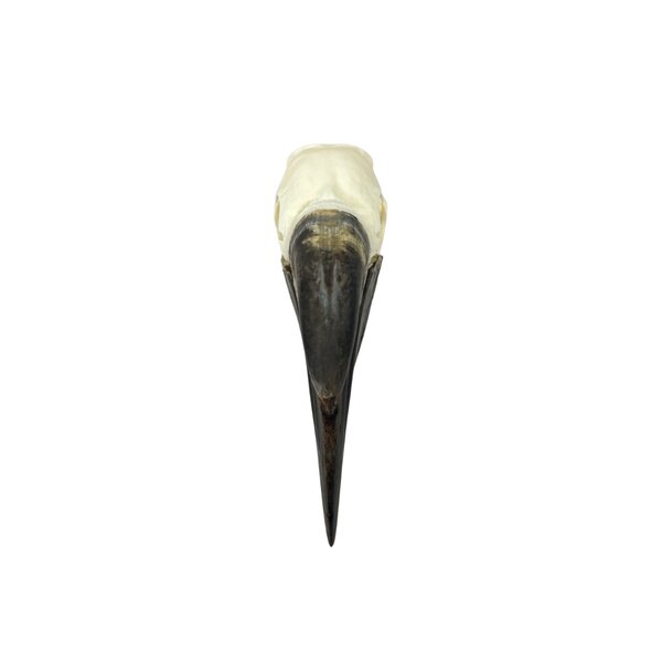 Schädel Schwarzhelm-Hornvogel (F)