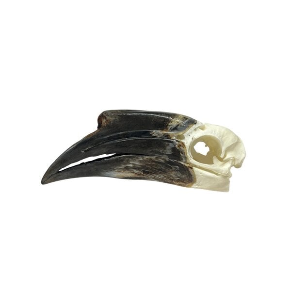 Schädel Schwarzhelm-Hornvogel (F)