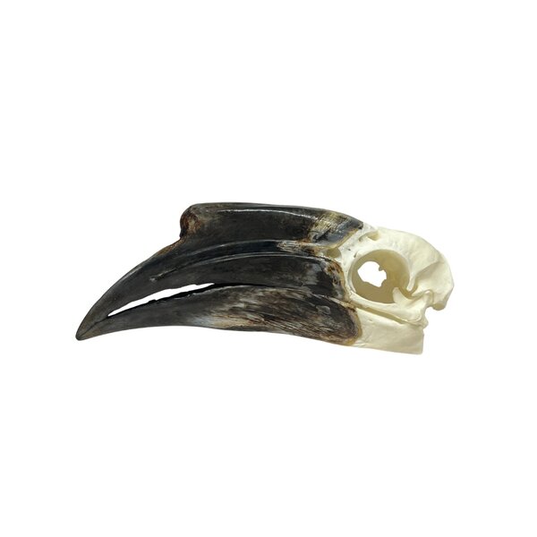 Schedel Blauwkeelneushoornvogel