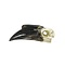 Skull of a Black-Casqued Hornbill  (F)