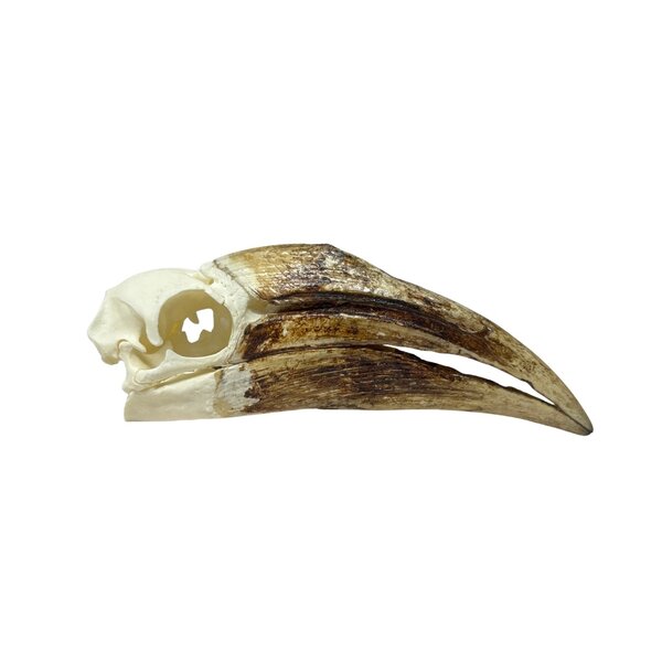 Skull Yellow-casqued hornbill