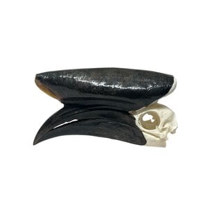 Skull Hornbill
