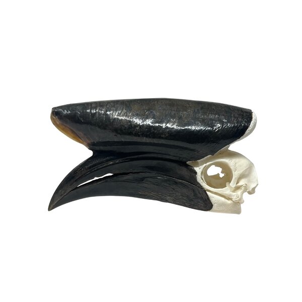 Schädel Nashornvögel