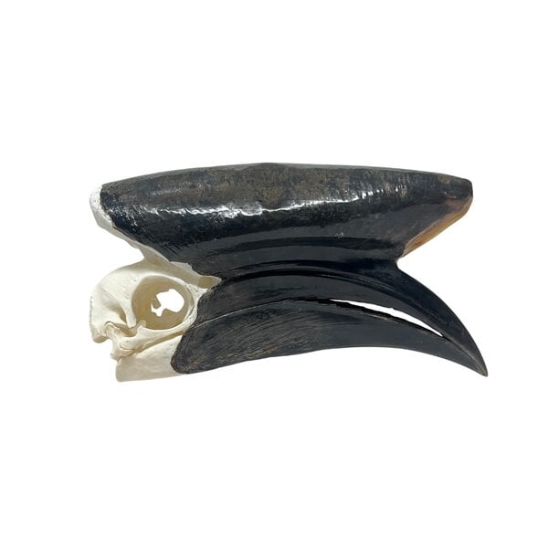 Schedel Neushoornvogel