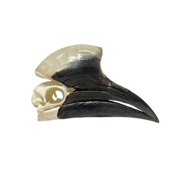 Schedel neushoornvogel (G)