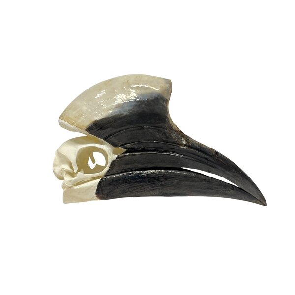 Skull of a hornbill (G)