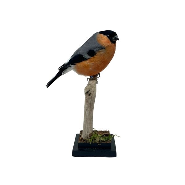 Mounted male Bullfinch