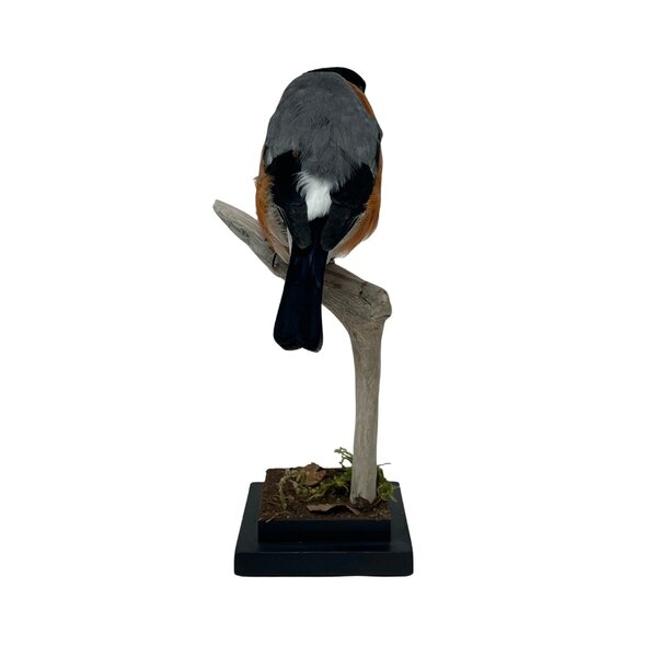Mounted male Bullfinch
