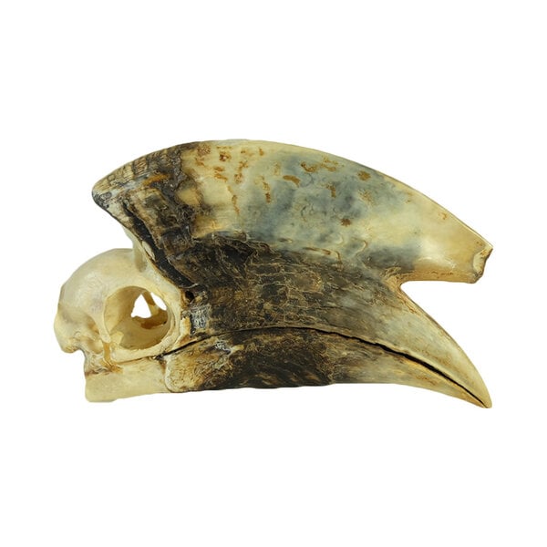 Skull of a hornbill (H)