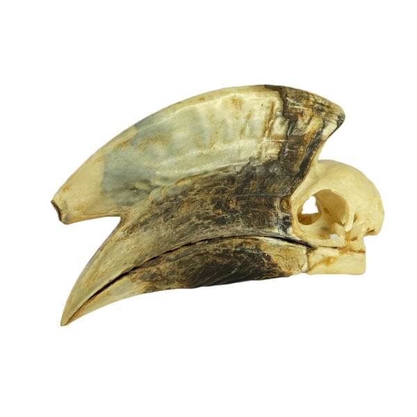 Schedel Bruinooorneushoornvogel