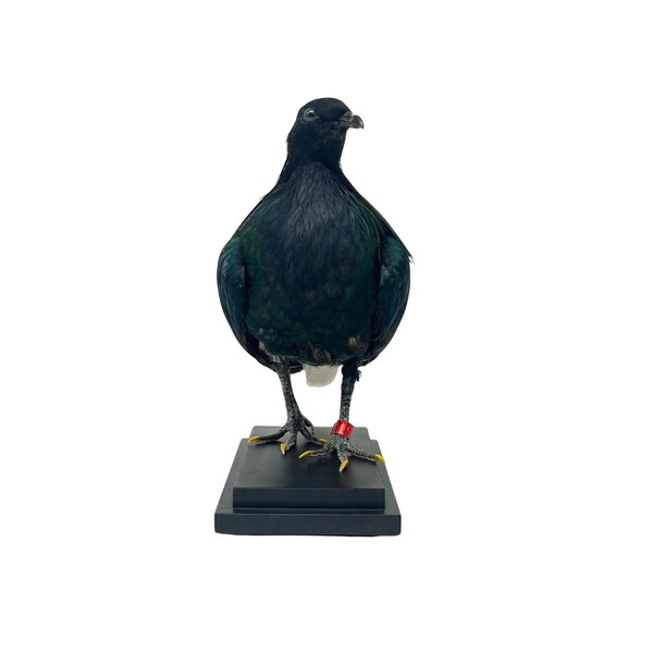 Mounted Nicobar pigeon