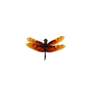 Rhyothemis obsolescens - Libelle