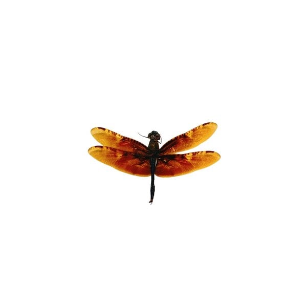 Rhyothemis obsolescens - Libelle