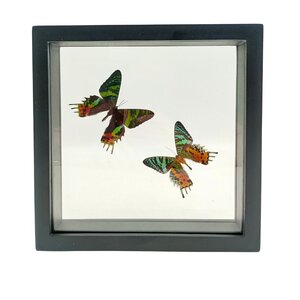 2 Urania Ripheus (recto-verso) in a black double-glazed frame, 25x25cm