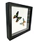 2 Urania Ripheus (recto-verso) in a black double-glazed frame, 25x25cm