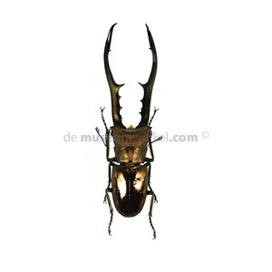 Cyclommatus metallifer finale ongeprepareerd