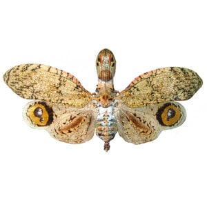 Fulgora laternaria dried/papered