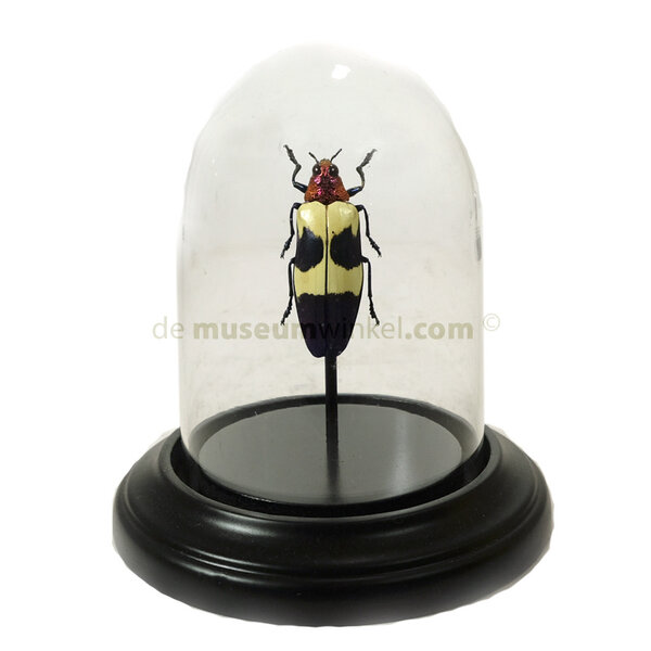 Stolp met Chrysochoroa buqueti (1)