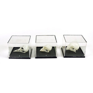 Skull bird in plastic box