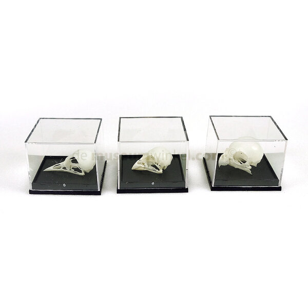 Skull bird in plastic box