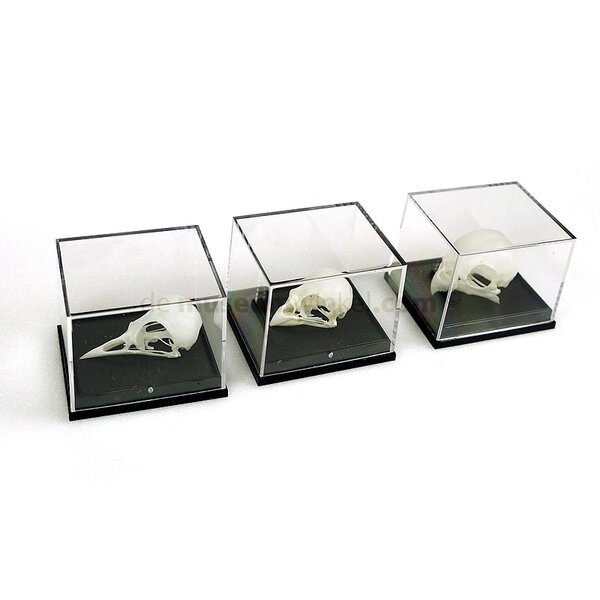 Skull bird in plastic box