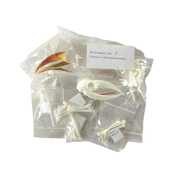 Komplettes Skelett  Savannentoko