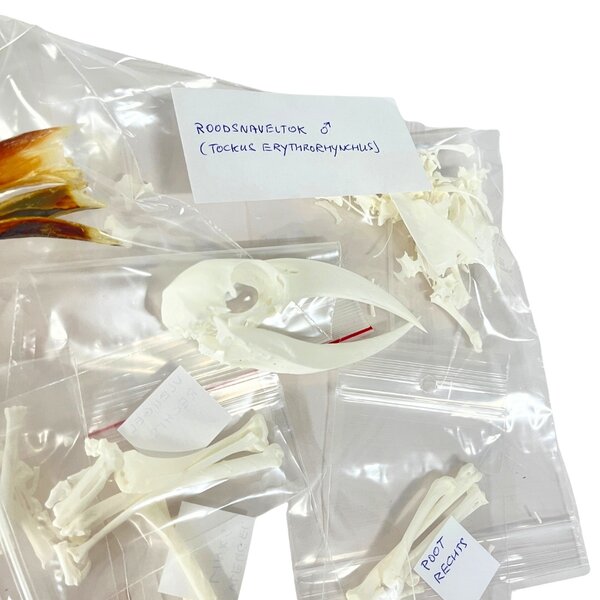 Komplettes Skelett  Savannentoko