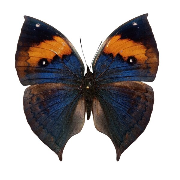 Kallima inachus - upperside
